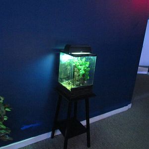 Freestanding Terrarium