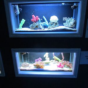 Jewel Tank