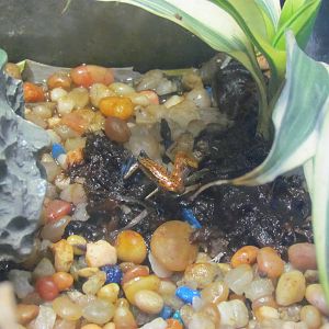 Strawberry Poison Frog