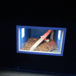 Albino Burmese Python