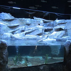 Puffin Exhibit