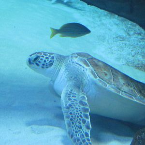 Green Sea Turtle
