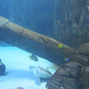 Green Sea Turtle Tank