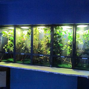 Chameleon Enclosures