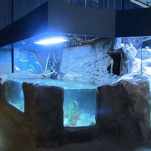 Pacific Temperate Tank and Puffin Exhibit