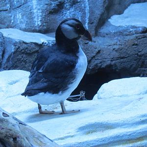 Horned Puffin