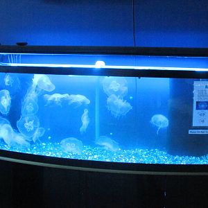 Jellyfish Tank