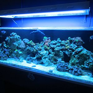 Reef Tank