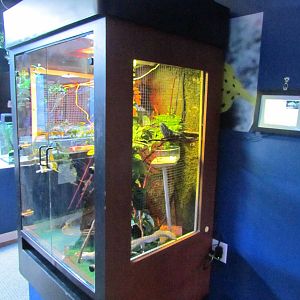 Panther Chameleon Exhibit