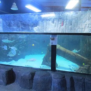 Sea Turtle Exhibit