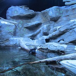 Puffin Exhibit