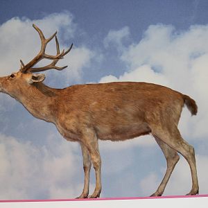 Barasingha from Belle Vue