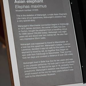 Sign about Belle Vue elephant skeleton