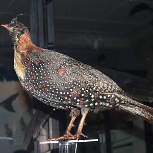 Western tragopan (Taxidery)