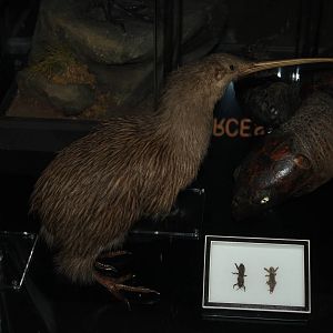 Brown kiwi (Taxidery)