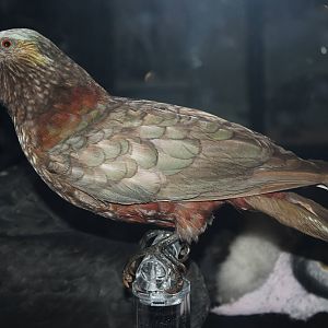 New Zealand kaka (Taxidermy)
