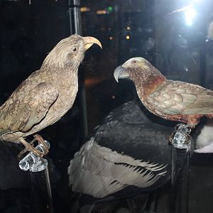 Kea and New Zealand kaka (Taxidermy)
