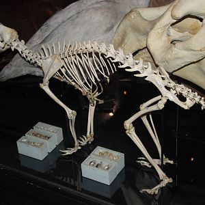 Thylacine skeleton
