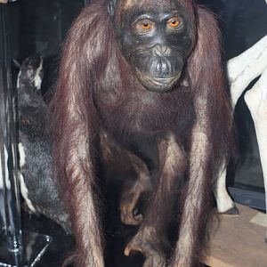 Orangutan (Taxidermy)