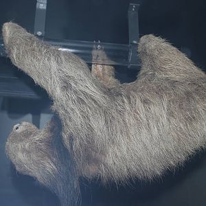Maned three-toed sloth (Taxidermy)