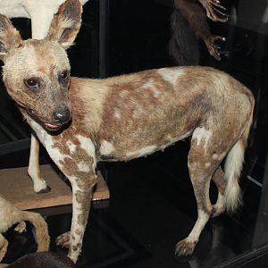African wild dog (Taxidermy)