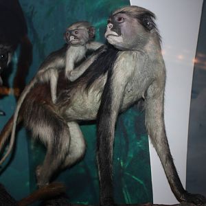 Kirk's/Zanzibar red colobus (Taxidermy)