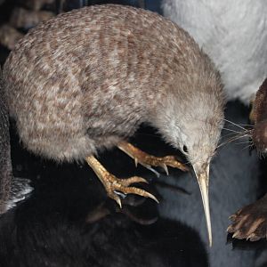 Little spotted kiwi (Taxidermy)