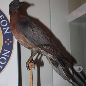 Passenger pigeon (Taxidermy)