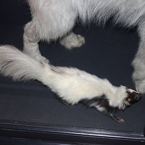 Hog-nosed skunk (Taxidermy)