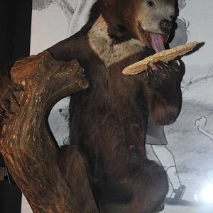 Sun bear (Taxidermy)