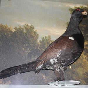 Capercaillie (Taxidermy)