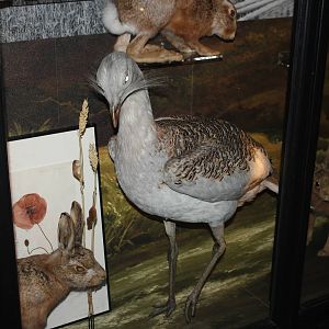 Great bustard (Taxidermy)