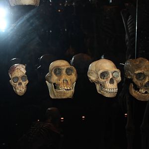 Human evolution skulls