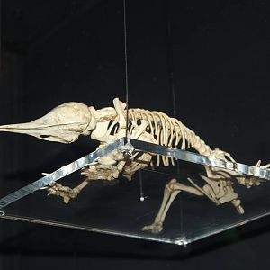 Skeleton of echidna