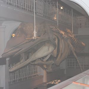 Skeleton of sperm whale calf