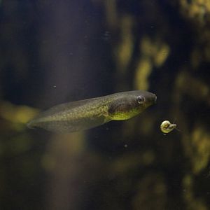 Leaf frog tadpole