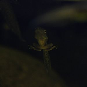 Leaf frog tadpole