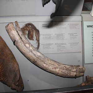 Tusk and fur of Woolly mammoth
