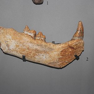 Lower jaw of Cave lion