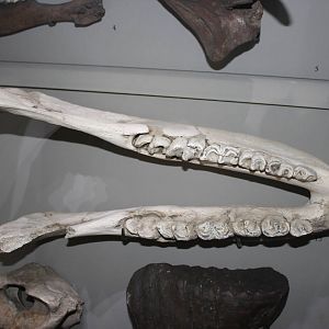 Lower jaw of Woolly rhinoceros
