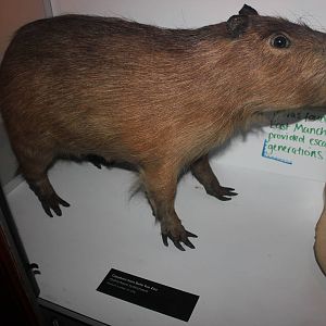 Capybara from Belle Vue