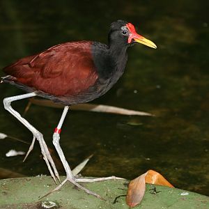 Wattled Jacana (Jacana jacana)