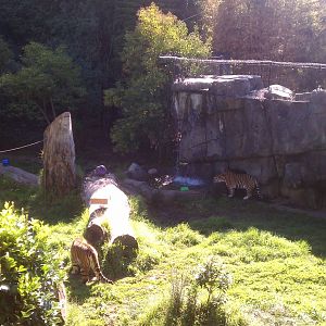 Tiger Enclosure