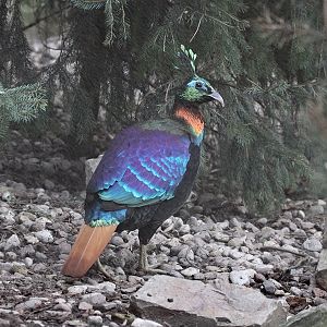 Himalayan Monal (Lophophorus impejanus)