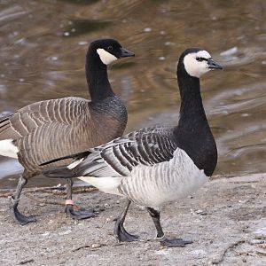 Cackling Goose (Branta hutchinsii minima) with Barnacle Goose (Branta leuco