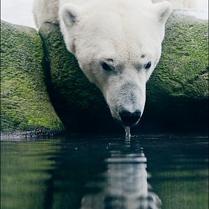 Polar bear at Hamburg