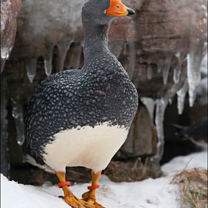 Steamer duck at Hamburg