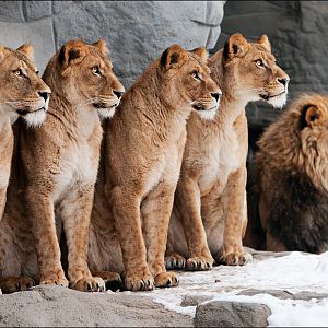 Lions at Hamburg