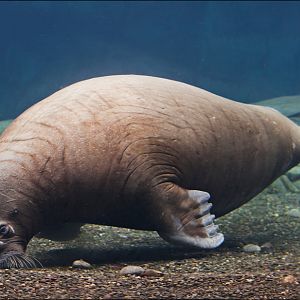 Walrus at Hamburg