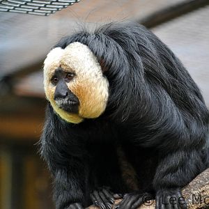 Male White Faced Saki Monkey